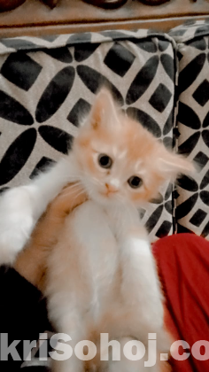 Peur Persian cat kitten